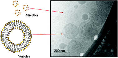 Graphical abstract: Enhanced delivery of lipophilic bioactives using emulsions: a review of major factors affecting vitamin, nutraceutical, and lipid bioaccessibility