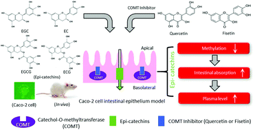 Graphical abstract: Quercetin and fisetin enhanced the small intestine cellular uptake and plasma levels of epi-catechins in in vitro and in vivo models