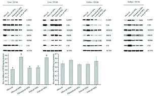 Graphical abstract: The protective effect of polyunsaturated fatty acid intake during pregnancy against embryotoxicity of sodium valproate in mice