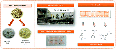 Graphical abstract: Influence of rye flour enzymatic biotransformation on the antioxidant capacity and transepithelial transport of phenolic acids