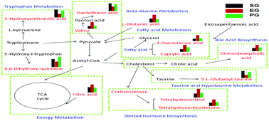 Graphical abstract: Urinary metabolomic study of the antagonistic effect of P. ginseng in rats with estrogen decline using ultra performance liquid chromatography coupled with quadrupole time-of-flight mass spectrometry