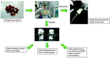 Graphical abstract: Blood-pressure lowering efficacy of winged bean seed hydrolysate in spontaneously hypertensive rats, peptide characterization and a toxicity study in Sprague-Dawley rats
