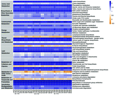 Graphical abstract: Evaluation of the nutrition and function of cow and goat milk based on intestinal microbiota by metagenomic analysis