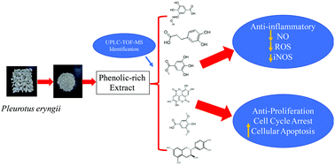 Graphical abstract: Polyphenols-rich extract from Pleurotus eryngii with growth inhibitory of HCT116 colon cancer cells and anti-inflammatory function in RAW264.7 cells