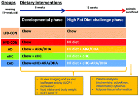 Graphical abstract: Long-chain polyunsaturated fatty acids and extensively hydrolyzed casein-induced browning in a Ucp-1 reporter mouse model of obesity