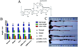 Graphical abstract: Carboxymethyl pachyman (CMP) reduces intestinal mucositis and regulates the intestinal microflora in 5-fluorouracil-treated CT26 tumour-bearing mice