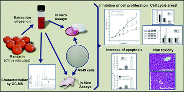 Graphical abstract: Citrus reticulata peel oil inhibits non-small cell lung cancer cell proliferation in culture and implanted in nude mice