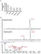 Graphical abstract: Evaluating the effects of IADHFL on inhibiting DPP-IV activity and expression in Caco-2 cells and contributing to the amount of insulin released from INS-1 cells in vitro