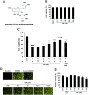 Graphical abstract: Quercetin-3-O-α-l-arabinopyranoside protects against retinal cell death via blue light-induced damage in human RPE cells and Balb-c mice