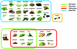 Graphical abstract: Assessment of endocrine disruption potential of essential oils of culinary herbs and spices involving glucocorticoid, androgen and vitamin D receptors