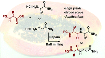 Graphical abstract: Mechanoenzymatic peptide and amide bond formation