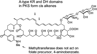 Graphical abstract: New insights into polyene macrolide biosynthesis in Couchioplanes caeruleus