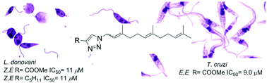 Graphical abstract: Antitrypanosomal and antileishmanial activity of prenyl-1,2,3-triazoles