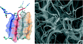 Graphical abstract: Computational design of amyloid self-assembling peptides bearing aromatic residues and the cell adhesive motif Arg-Gly-Asp