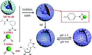 Graphical abstract: Boronate-affinity hollow molecularly imprinted polymers for the selective extraction of nucleosides