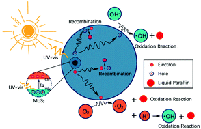 Graphical abstract: Enhanced lubrication and photocatalytic degradation of liquid paraffin by coral-like MoS2