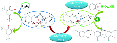Graphical abstract: Syntheses and characterization of monobasic tridentate Cu(ii) Schiff-base complexes for efficient oxidation of 3,5-di-tert-butylcatechol and oxidative bromination of organic substrates