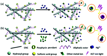 Graphical abstract: A fluorescent nanoprobe based on cellulose nanocrystals with porphyrin pendants for selective quantitative trace detection of Hg2+