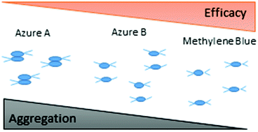 Graphical abstract: The photodynamic efficiency of phenothiazinium dyes is aggregation dependent