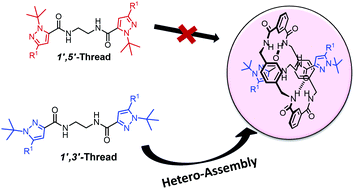 Graphical abstract: Competition between the donor and acceptor hydrogen bonds of the threads in the formation of [2]rotaxanes by clipping reaction