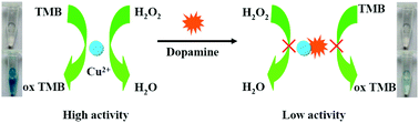 Graphical abstract: A convenient and label-free colorimetric assay for dopamine detection based on the inhibition of the Cu(ii)-catalyzed oxidation of a 3,3′,5,5′-tetramethylbenzidine–H2O2 system