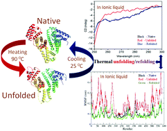 Graphical abstract: A spectroscopic and molecular dynamics simulation approach towards the stabilizing effect of ammonium-based ionic liquids on bovine serum albumin