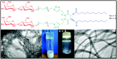 Graphical abstract: Chirality inversion, supramolecular hydrogelation and lectin binding of two thiolactose amphiphiles constructed on a di-lauroyl-l-tartaric acid scaffold