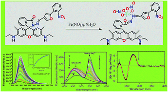 Graphical abstract: Rhodamine based turn-on chemosensor for Fe3+ in aqueous medium and interactions of its Fe3+ complex with DNA