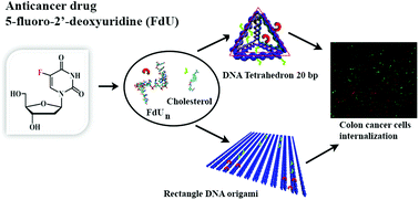 Graphical abstract: DNA-based nanoscaffolds as vehicles for 5-fluoro-2′-deoxyuridine oligomers in colorectal cancer therapy