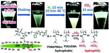 Graphical abstract: Grafting well-defined CO2-responsive polymers to cellulose nanocrystals via nitroxide-mediated polymerisation: effect of graft density and molecular weight on dispersion behaviour
