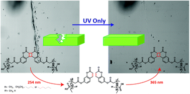 Graphical abstract: Light triggered self-healing of polyacrylate polymers crosslinked with 7-methacryloyoxycoumarin crosslinker