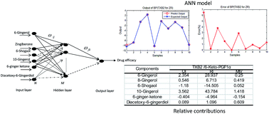 Graphical abstract: Investigation into the pharmacokinetic–pharmacodynamic model of Zingiberis Rhizoma/Zingiberis Rhizoma Carbonisata and contribution to their therapeutic material basis using artificial neural networks