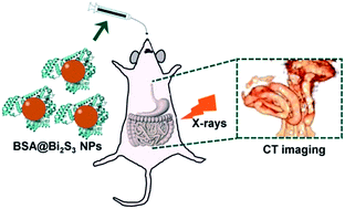 Graphical abstract: Protein-directed synthesis of Bi2S3 nanoparticles as an efficient contrast agent for visualizing the gastrointestinal tract