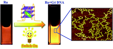Graphical abstract: A Ruthenium(ii) complex as a potential luminescent switch-on probe for G-quadruplex DNA