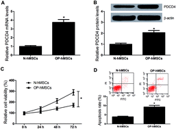Graphical abstract: Programmed cell death 4 inhibits proliferation and differentiation and induces apoptosis of human mesenchymal stem cells through suppressing the Wnt/β-catenin pathway
