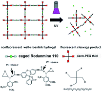 Graphical abstract: Photodegradable hydrogels for external manipulation of cellular microenvironments with real-time monitoring