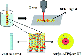 Graphical abstract: Au@Ag core–shell nanoparticles with a hidden internal reference promoted quantitative solid phase microextraction-surface enhanced Raman spectroscopy detection