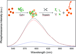 Graphical abstract: A label-free phosphorescence sensing platform for trypsin based on Mn-ZnS QDs