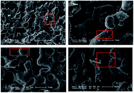 Graphical abstract: Characterization of biodegradable poly(lactic acid) porous scaffolds prepared using selective enzymatic degradation for tissue engineering