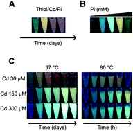 Graphical abstract: Biological phosphorylated molecules participate in the biomimetic and biological synthesis of cadmium sulphide quantum dots by promoting H2S release from cellular thiols