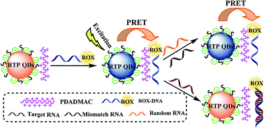 Graphical abstract: Detection of tumor marker miRNA21 based on phosphorescent resonance energy transfer of Mn–ZnS QDs