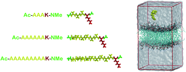 Graphical abstract: Assessing the interaction between surfactant-like peptides and lipid membranes