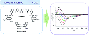 Graphical abstract: Drug and dye binding induced folding of the intrinsically disordered antimicrobial peptide CM15