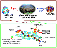 Graphical abstract: A novel AQDS–rGO composite to enhance the bioreduction of As(v)/Fe(iii) from the flooded arsenic-rich soil