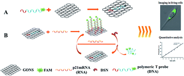 Graphical abstract: Increasing the sensitivity and selectivity of a GONS quenched probe for an mRNA assay assisted with duplex specific nuclease