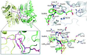Graphical abstract: Interactions between sirtuins and fluorogenic small-molecule substrates offer insights into inhibitor design
