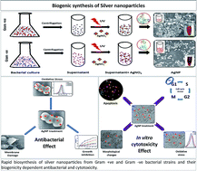 Graphical abstract: Mechanistic insight into the rapid one-step facile biofabrication of antibacterial silver nanoparticles from bacterial release and their biogenicity and concentration-dependent in vitro cytotoxicity to colon cells