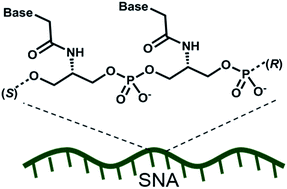 Graphical abstract: Antisense oligonucleotide modified with serinol nucleic acid (SNA) induces exon skipping in mdx myotubes