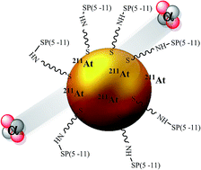 Graphical abstract: Gold nanoparticle bioconjugates labelled with 211At for targeted alpha therapy