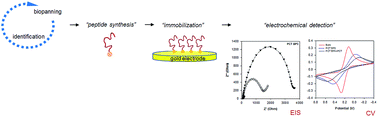 Graphical abstract: An electrochemical biosensor for detection of the sepsis-related biomarker procalcitonin